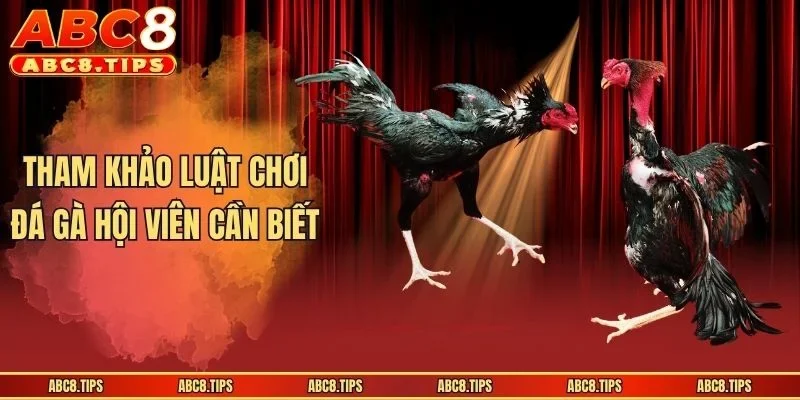 Luật Chơi Đá Gà - Các Quy Tắc Tân Binh Cần Biết Khi Đặt Cược 3 Tham khảo luật chơi đá gà hội viên cần biết